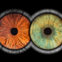 Iris photo william B Besancon