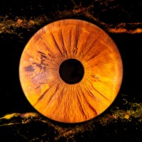 Iris photo william B Besancon