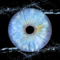 Iris photo william B Besancon
